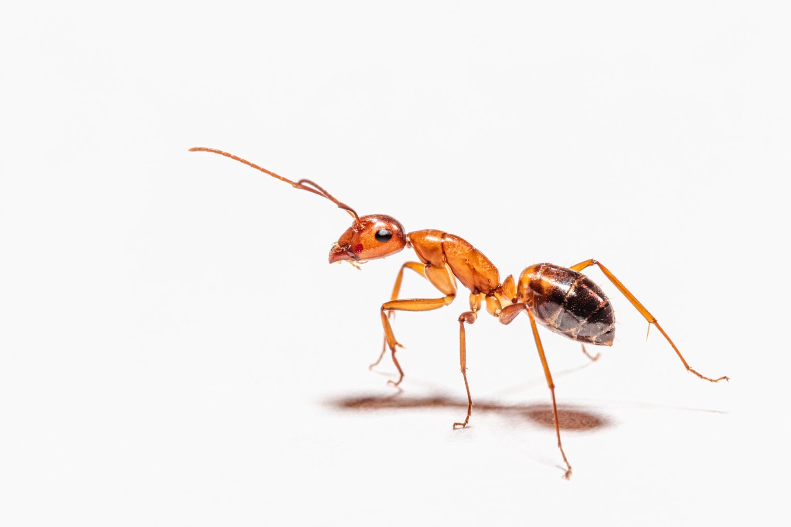Can Dogs Eat Ants? Pet Care Advisors