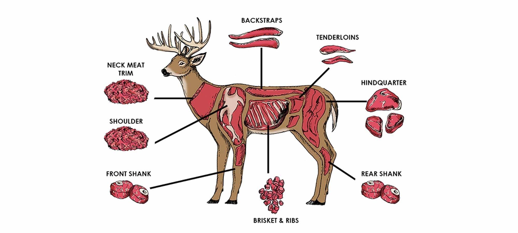 HOW TO CLEAN A DEER - Hafaspot