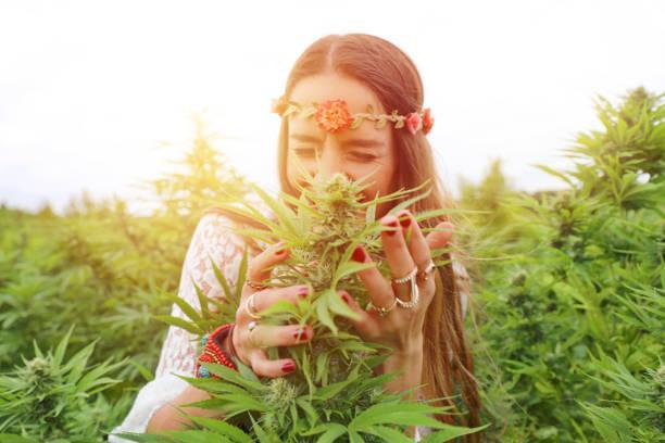 Young woman in cannabis field Young woman in cannabis field marijuana scents stock pictures, royalty-free photos & images