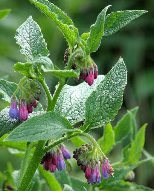 Use a sterile comfrey variety.