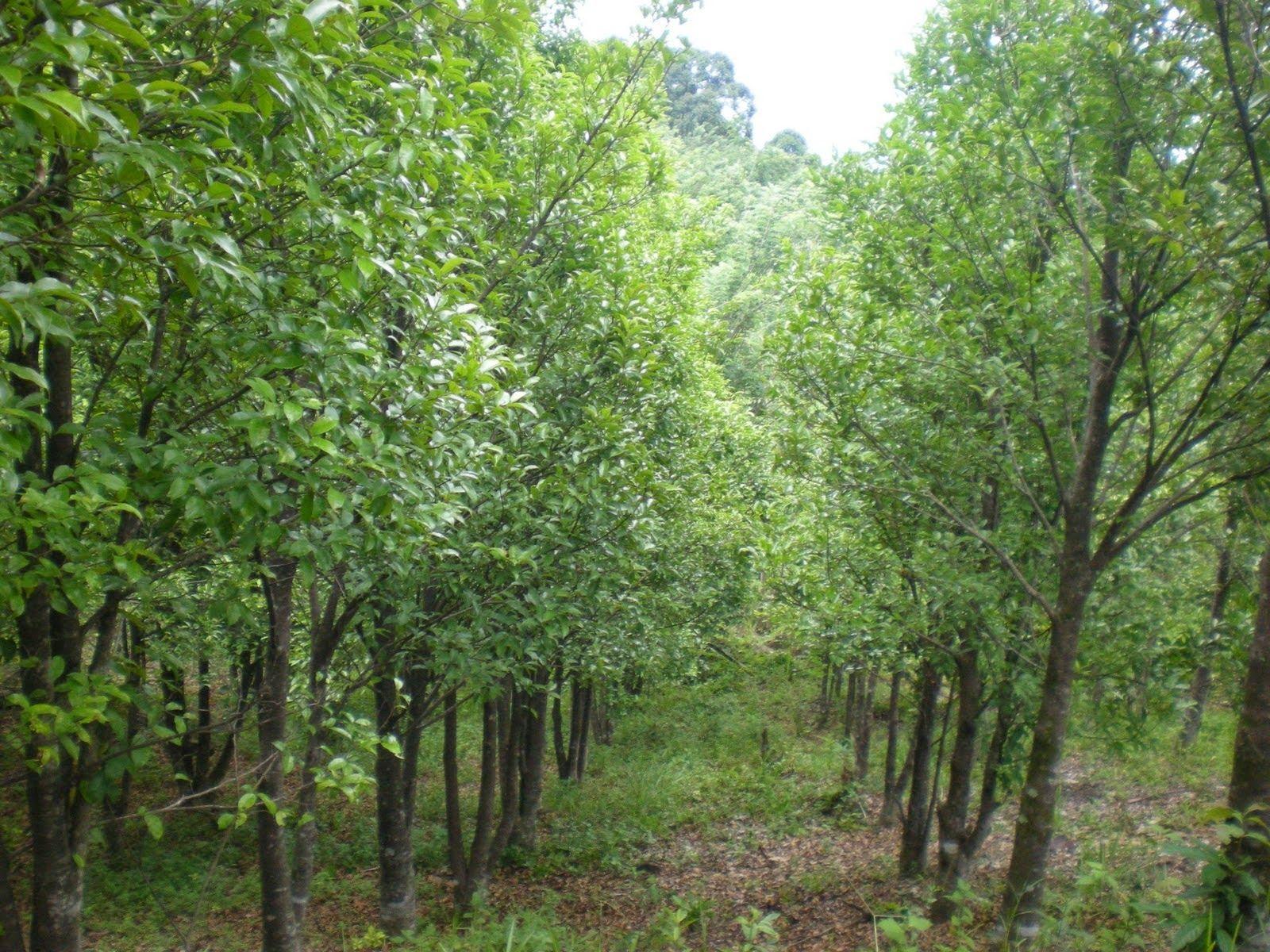 Jual Bibit Gaharu Bojonegoro