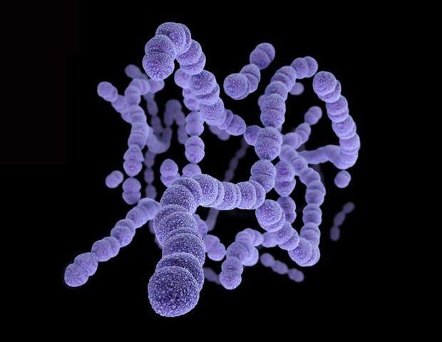 Resultado de imagem para Streptococcus pneumoniae