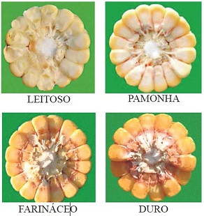 Representação dos diferentes estádios de grãos em espiga