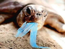 Sea turtles that eat 14 pieces of plastic have 50 per cent chance of dying,  CSIRO study finds - ABC News