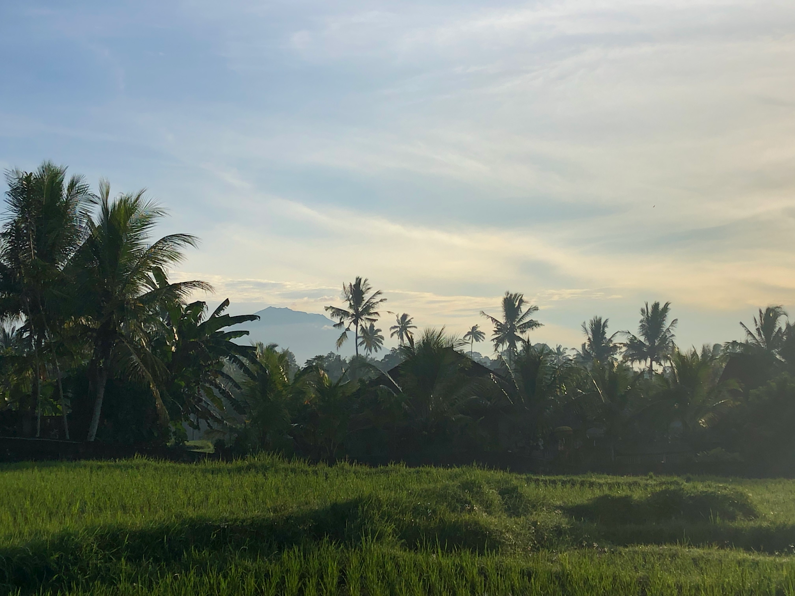 Morning landscape, with mountains, palm trees, and rice fields.