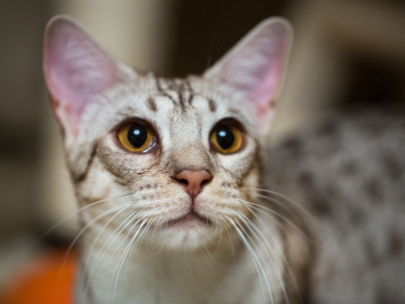 Ocicat-Cat-Temperament 