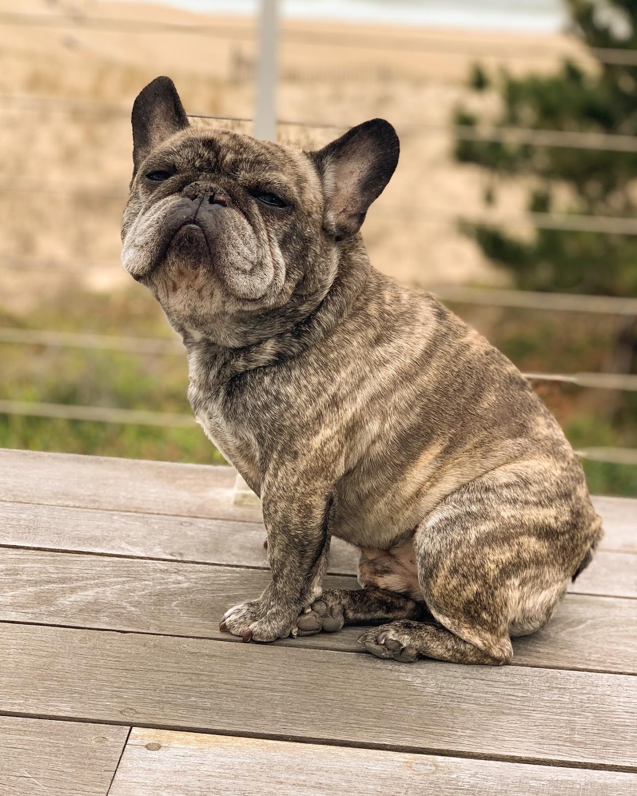 Brindle Beauties: Diving into the Unique Colors of French Bulldogs ...