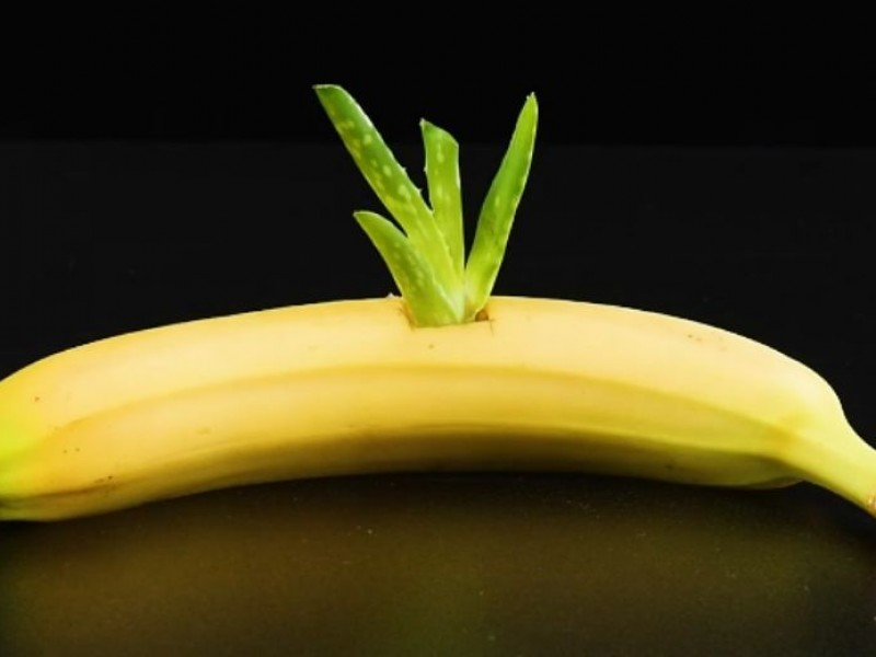 Media Tanam tambahan pisang untuk lidah buaya