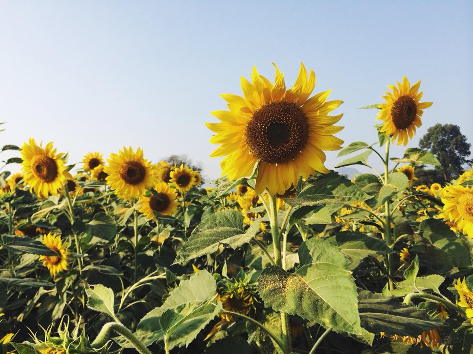 lopburisunflower2.jpg