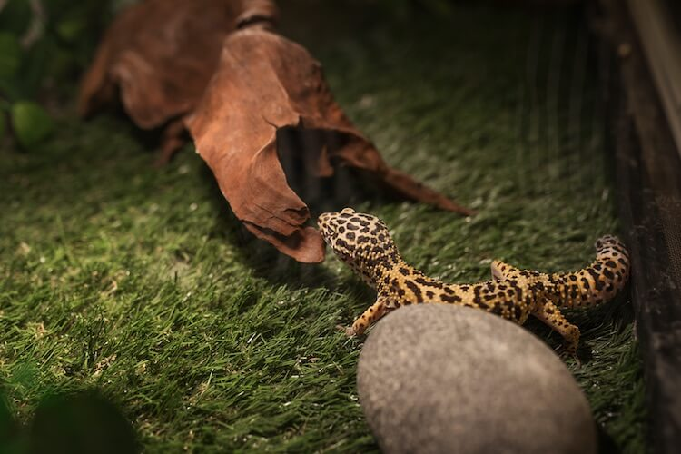 Leopard Gecko Hides