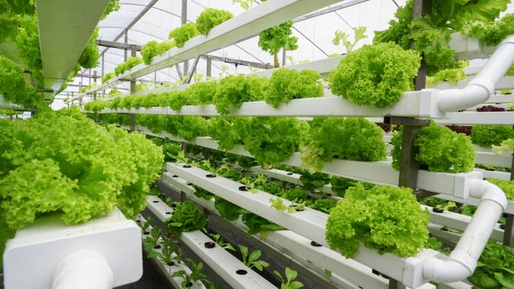 vertical farming and AI