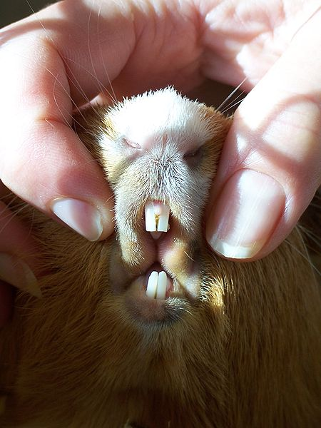 Guinea Pig Health Check