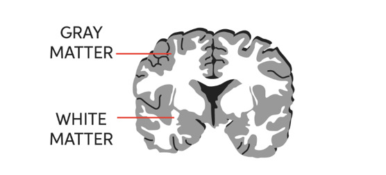Learn About Gray Matter Of Brain | Chegg.com