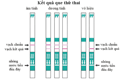 cách đọc kết quả que thử thai