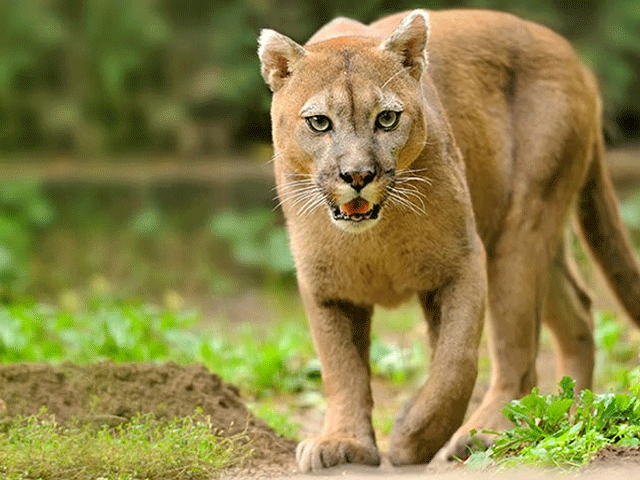 3-pumas-cazados-comer-carne-humana-ataque-excursionismo-arizona-