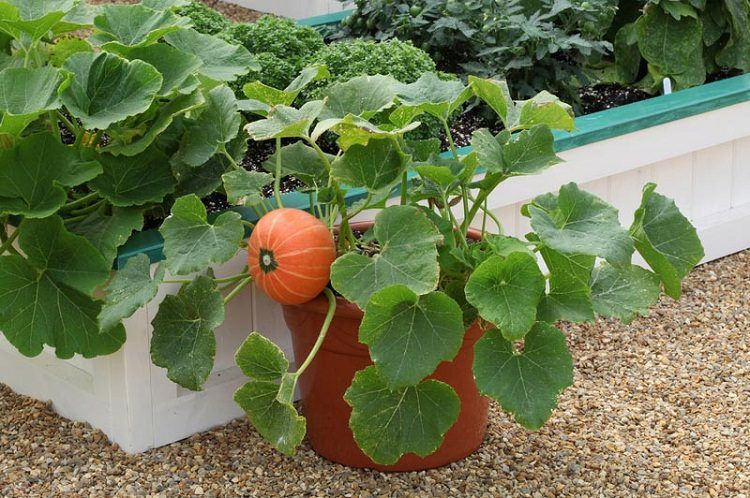 growing small pumpkins in containers 