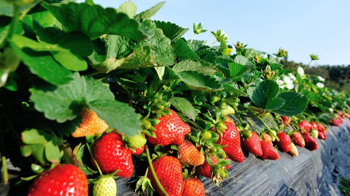 strawberry-varieties.jpeg