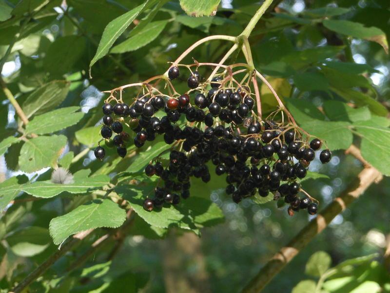 <p>cluster of wild elderberries</p>
