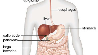 human digestive system