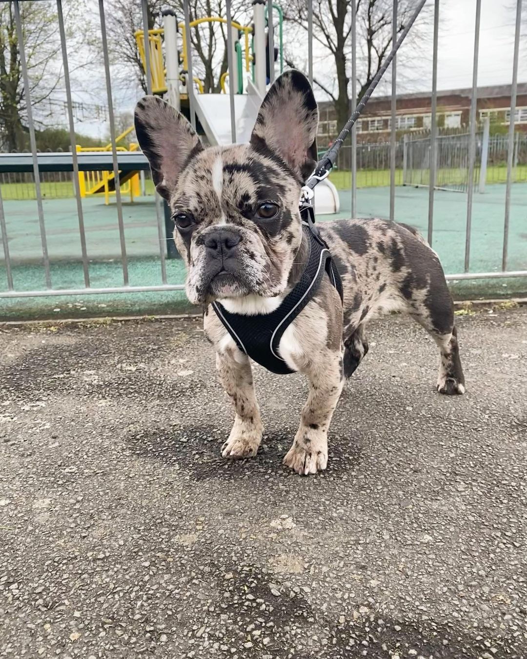 Otis the Black & Tan Famous Merle French Bulldog