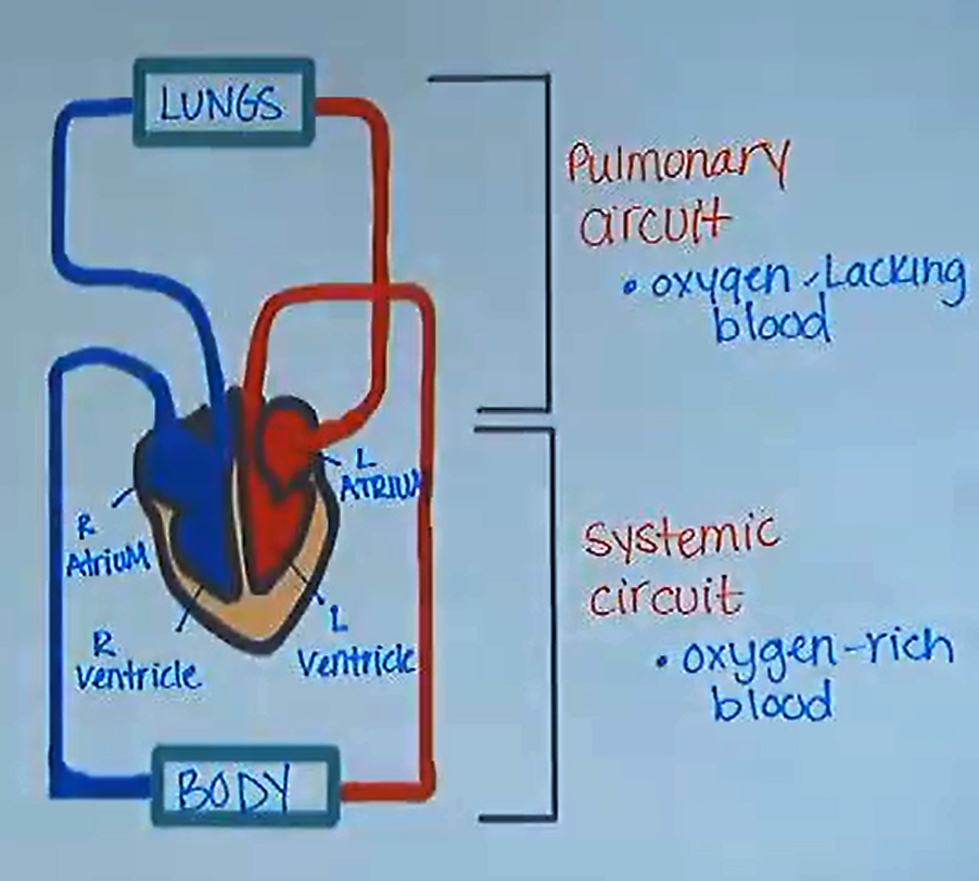 Circuits.png