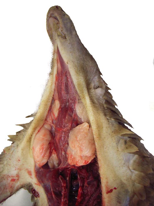 Large mucus glands of white-bellied pangolin.