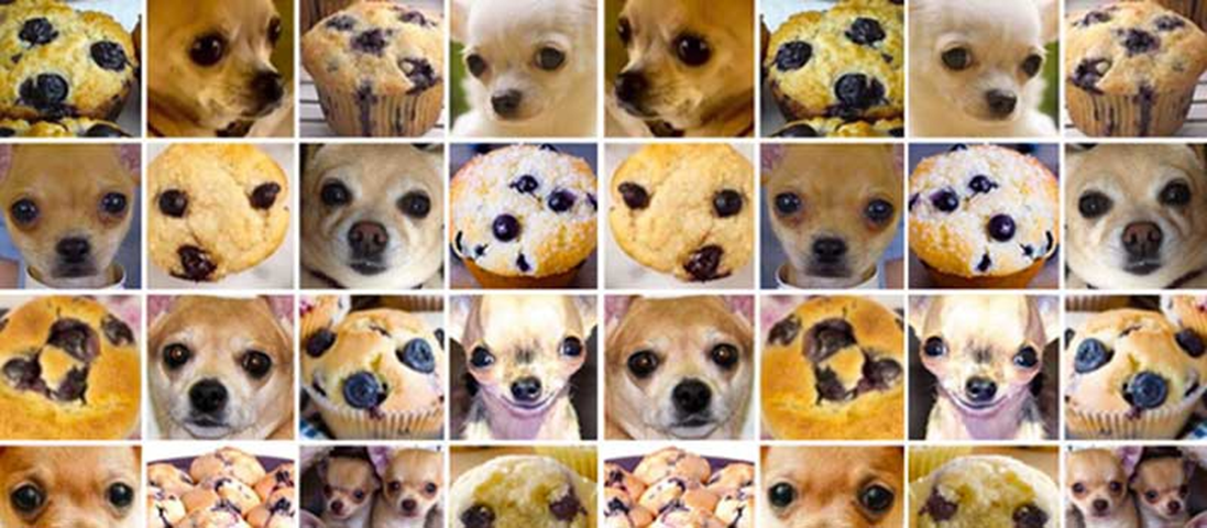 close ups chihuahuas and muffins