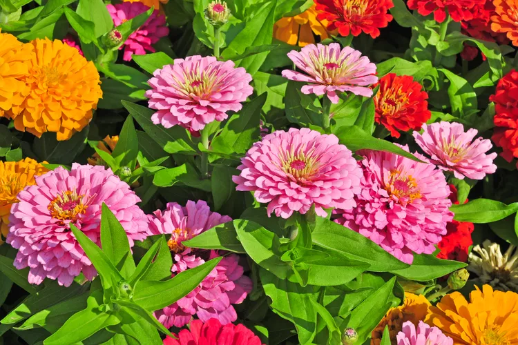 What are zinnias