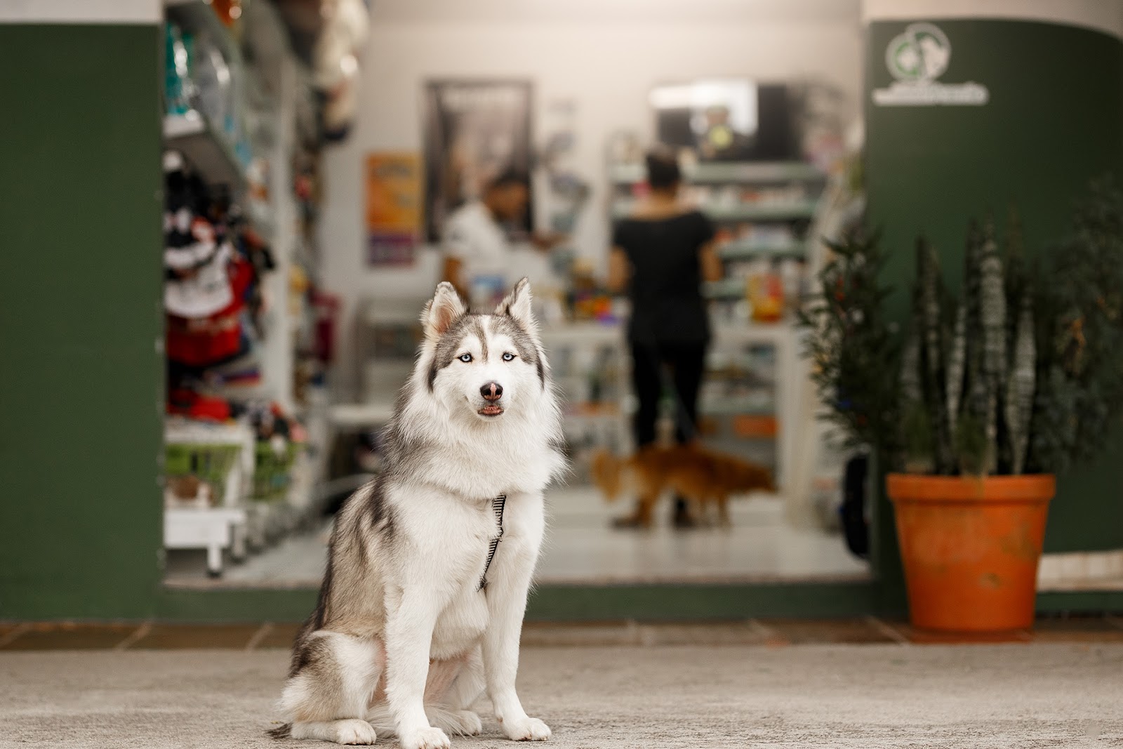 NFC-e: o que é e como emitir no meu pet shop: um cachorro branco está sentado em frente a um pet shop, que está desfocado atrás dele