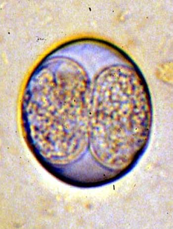 Gastro Intestinal Parasites Of Cats Ivis