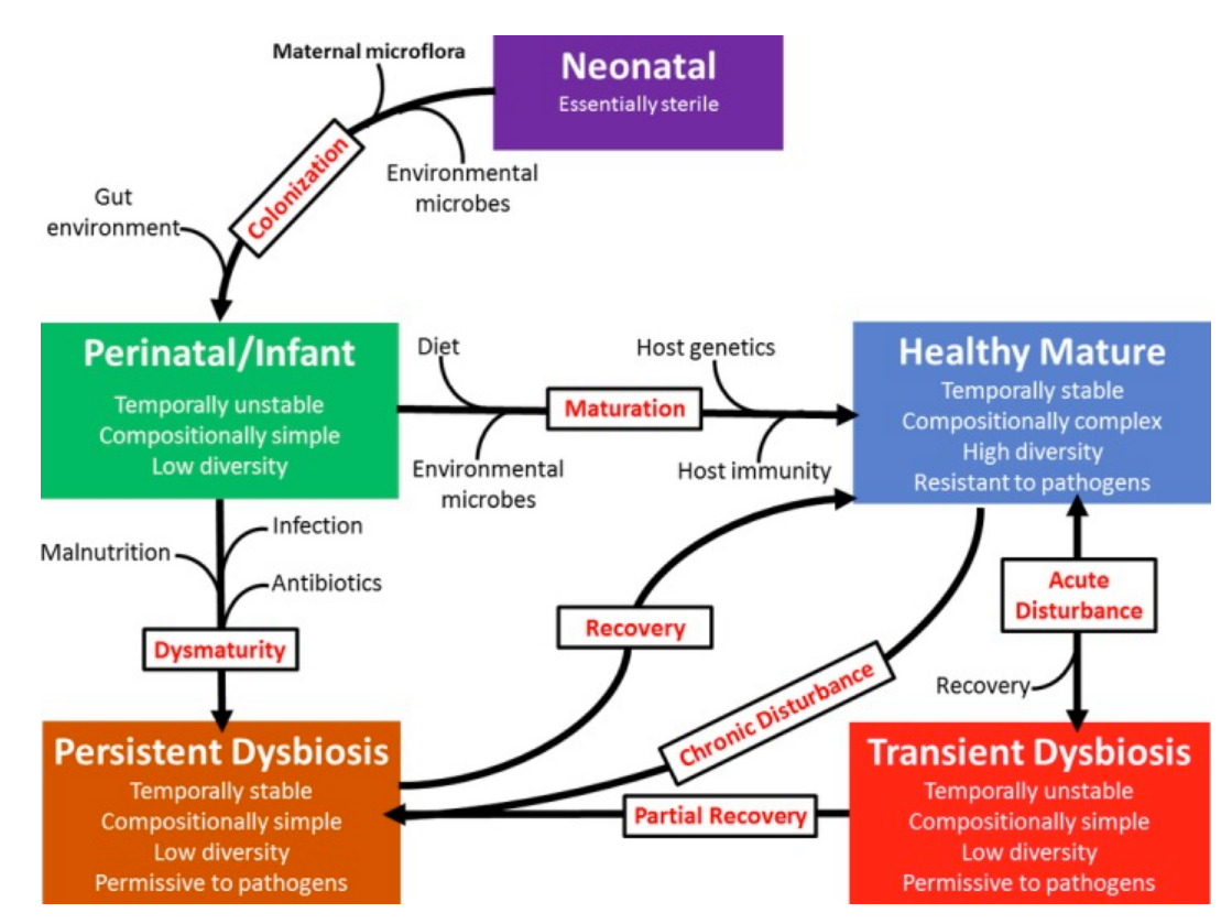 Factors Influencing Gut Microbial Development And Steady States Over Time