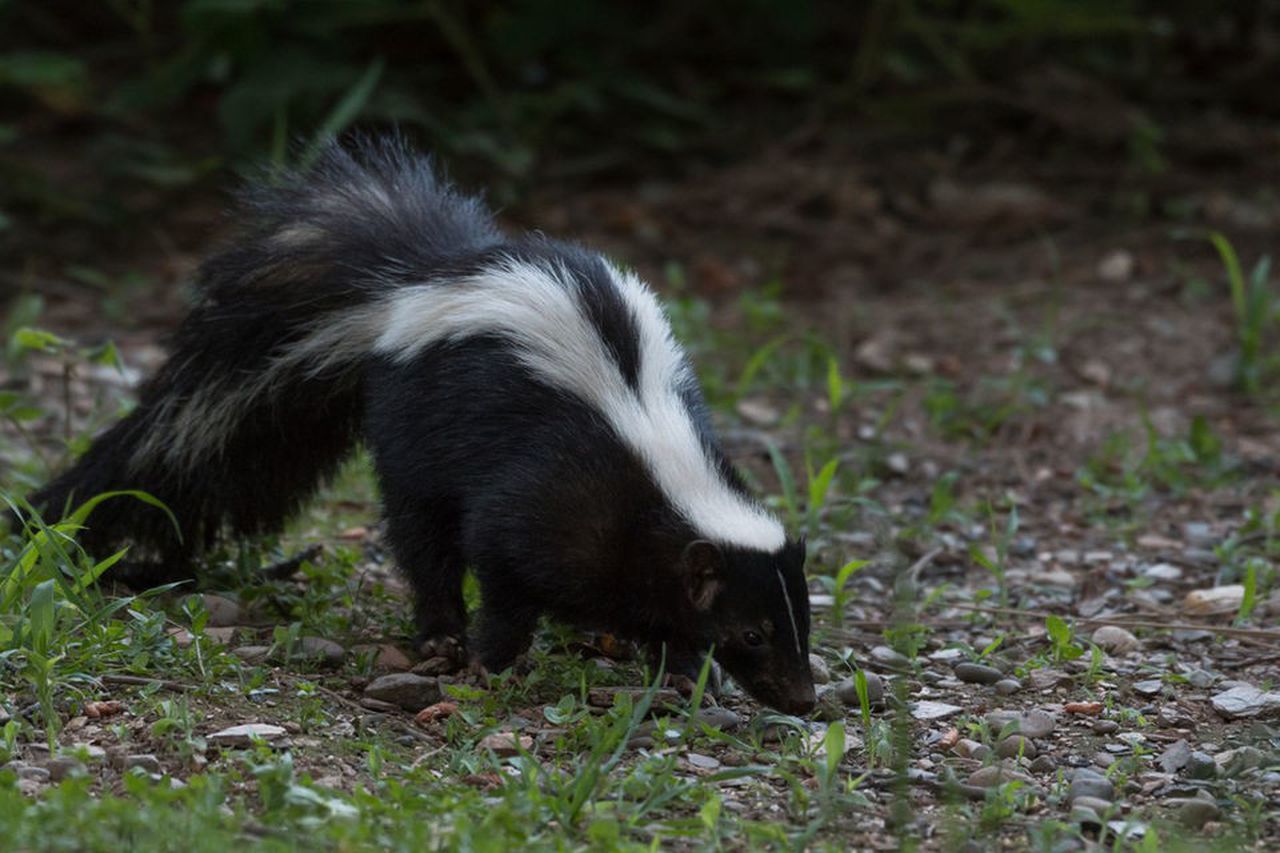 Do Skunks Eat Meat