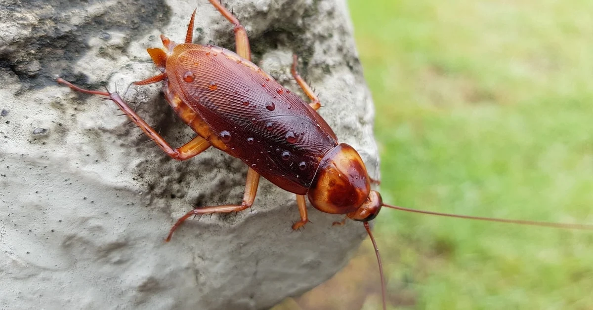 Cockroaches 