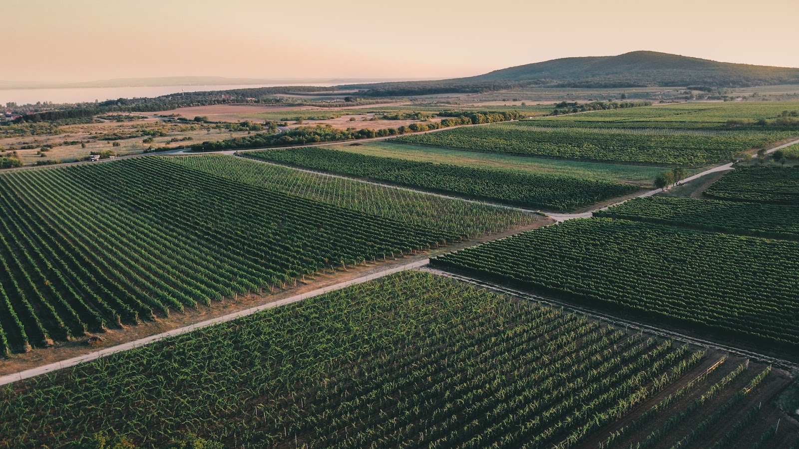 Logra competitividad aplicando Agtech