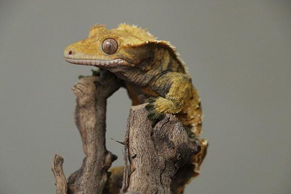 An image showing a crested gecko in an enclosure. 