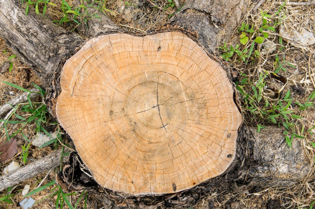How long does it take for motor oil to kill tree stumps