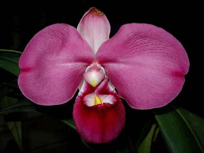 Las región de Moyobamba es conocida por sus orquideas