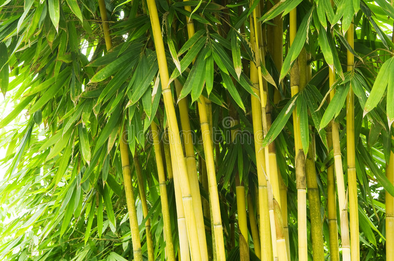 Bamboo (Bambusoideae)