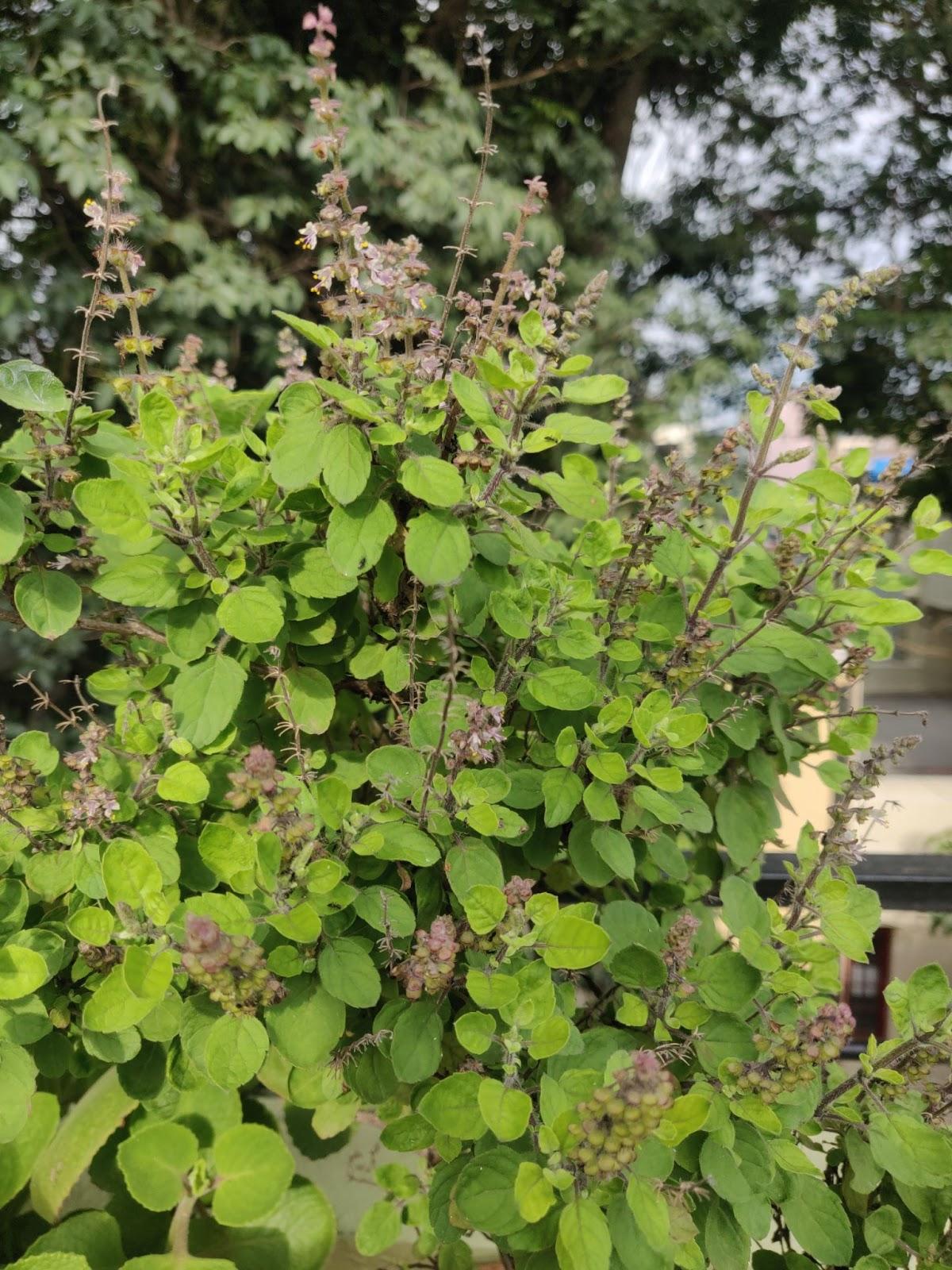 Tulsi
