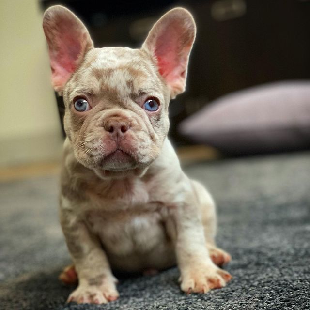 Toretto the Isabella Merle French Bulldog