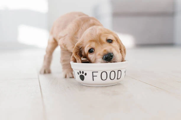 What is the best food for puppies?