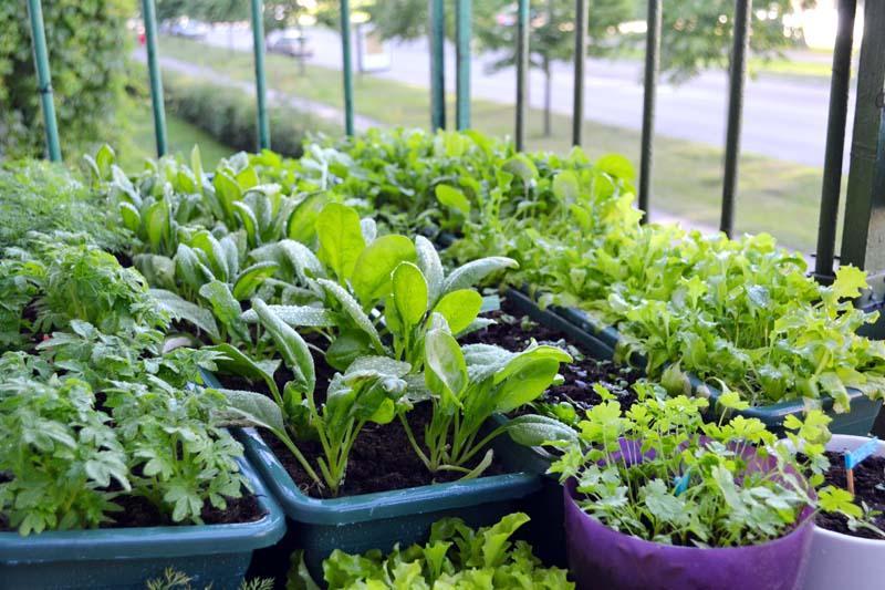 Can you grow Lettuce in a Pot?
