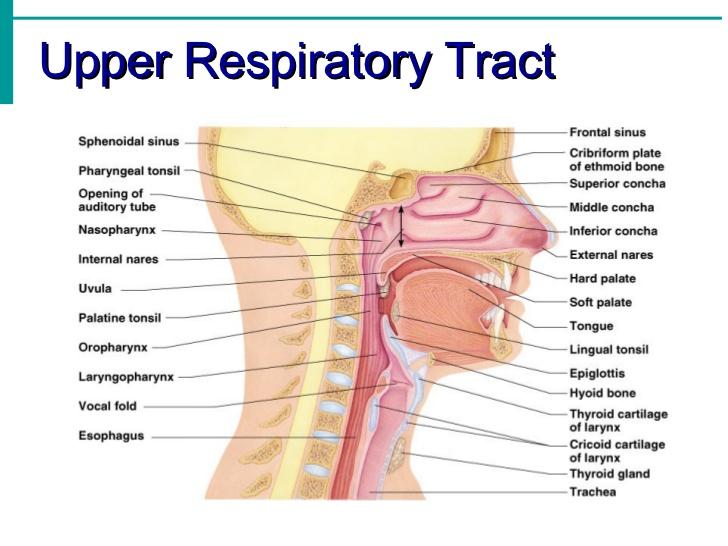 http://image.slidesharecdn.com/respiratorysystemnotes-120320103012-phpapp02/95/respiratory-system-notes-6-728.jpg?cb=1332240498