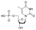 Χημική δομή της Μονοφωσφορικής δεοξυθυμιδίνης