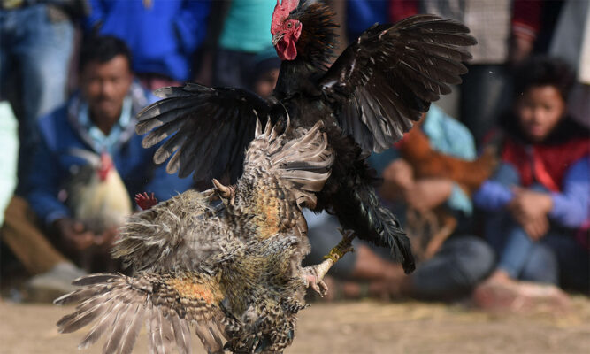 Đá gà trực tiếp Campuchia có lợi ích gì