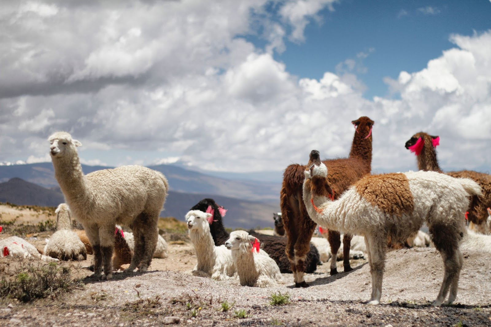 Alpaca's Peru
