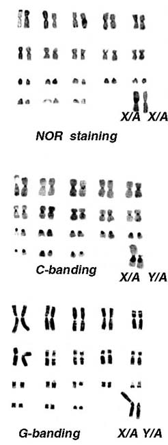 Various banding procedures on male and female karyotypes