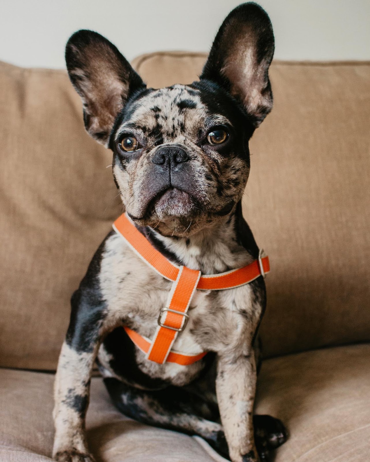 Mazie the Black & Tan Famous Merle French Bulldog