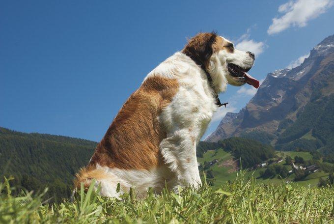Saint Bernard Dog Breed Information, Pictures, Characteristics ...
