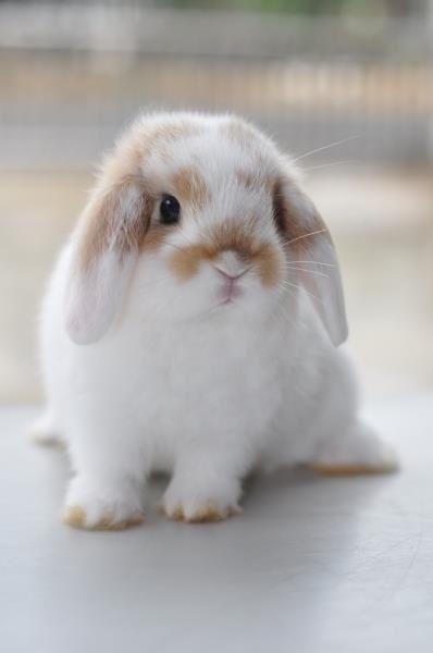 กระต่าย 1